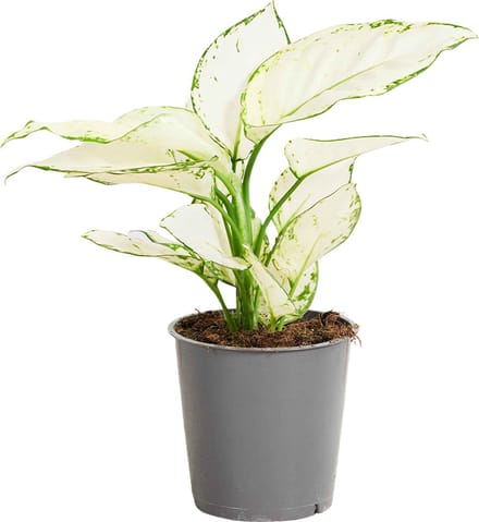 PLNTS - Aglaonema White Joy - Kamerplant - Kweekpot 12 cm - Hoogte 25 cm