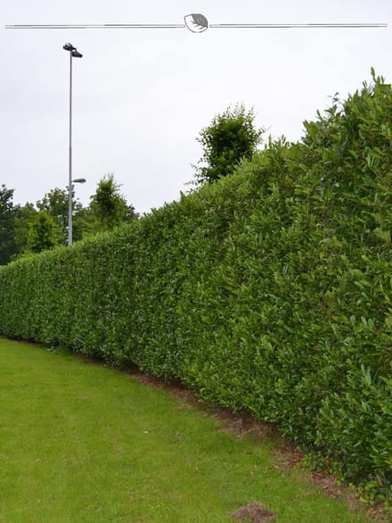 Laurier Prunus Caucasica 120-140 cm in Pot, 3x Haagplant