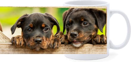 Beker - Rottweiler Pups