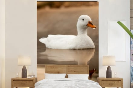 Behang - Fotobehang Eend - Vogel - Water - Wit - Breedte 195 cm x hoogte 300 cm