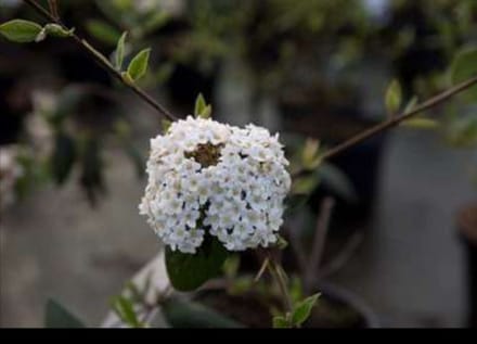 Viburnum burkwoodii - Sneeuwbal 50- 60 cm in pot