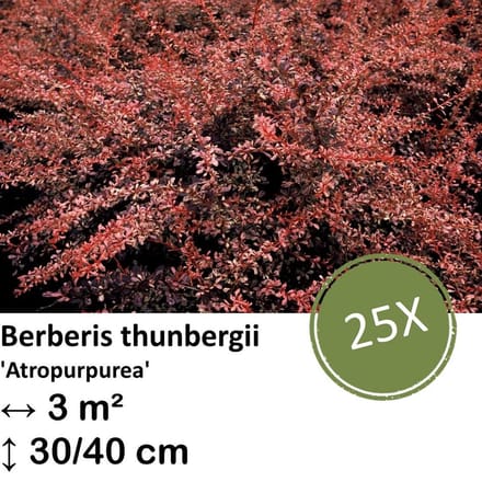 Green Harmony| Berberis thunbergii 'Atropurpurea' - 30-50cm - kale wortel