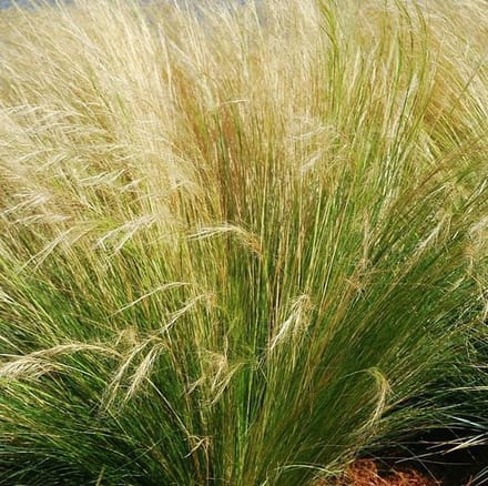 6 x Stipa Tenuifolia - Vedergras pot 9x9cm - Delicaat Vedergras