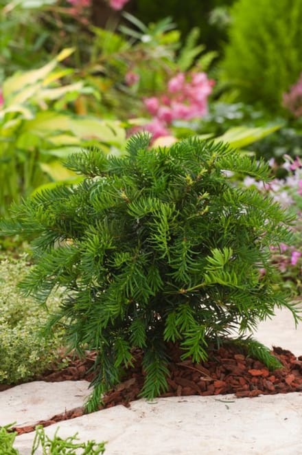 Arbustes de haie - Un ensemble 1 - Taxus baccata 'Repandens' - (3L) 25-30 cm