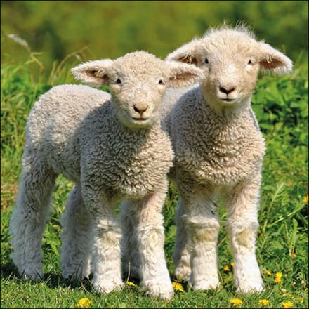 Ambiente Servet 33cm Two Lambs 20 stuks