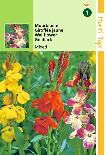 2 stuks - Hortitops - Cheiranthus Cheirii Fair Lady Gemengd