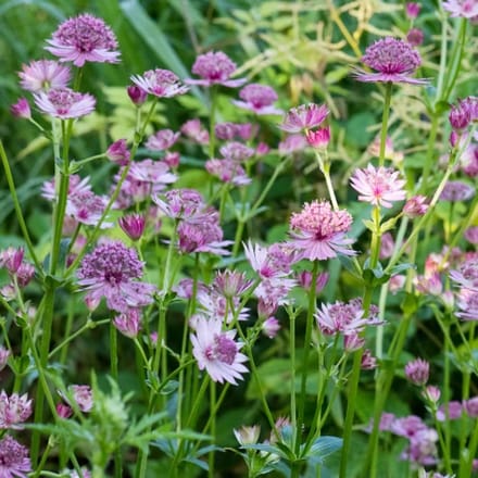 Astrantia major 'Pink Pride' - Zeeuws knoopje - Wortelgoed - 5 stuks