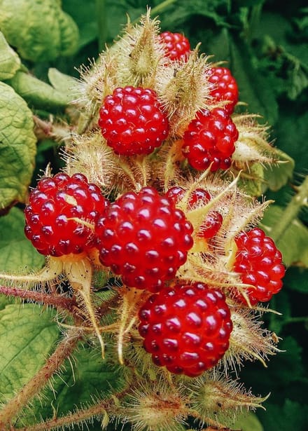 Japanese raspberry Rubus phoenicolasius Japanse druiven plant 1 liter pot