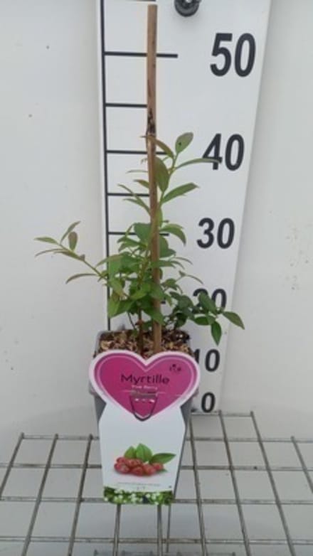 Vaccinium cor. 'Pink Berry' - Blauwe bes struik in pot