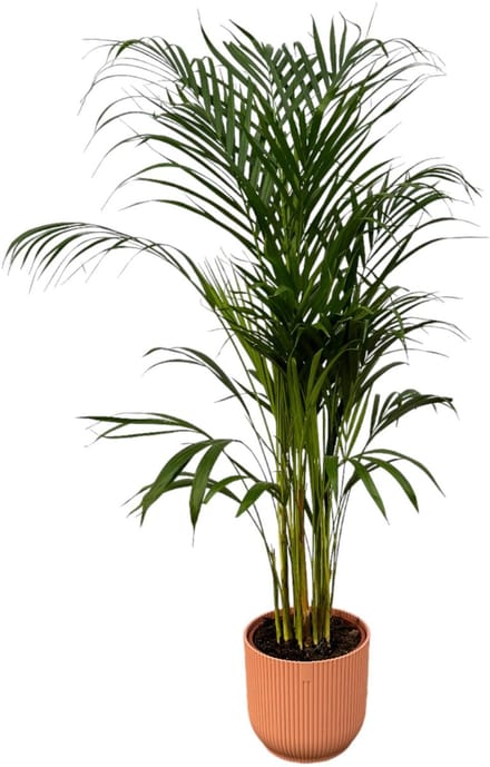Areca palm - ↨110cm - Ø21cm inclusief elho Vibes Fold Round roze D22xH20
