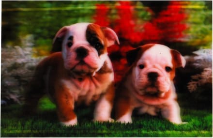 S.Y.W Poster - Puppies - Multicolor