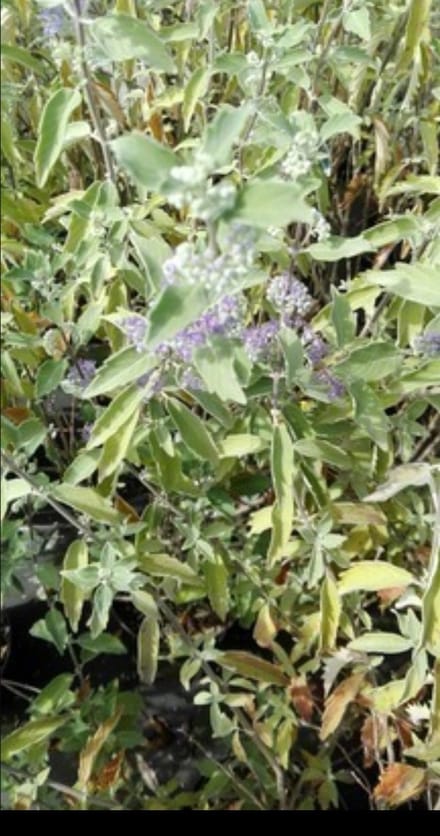 2 x Caryopteris cland. 'Kew Blue' - Blauwe Spirea , Baardbloem, Herfstsering C1.5 cm in pot