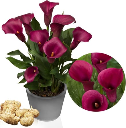 Calla Lelie - Zantedeschia - Purple Passion - Bloembollen - 5 stuks - Paars - Bloem bollen - Leliebollen