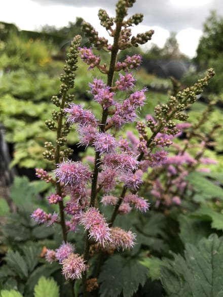 6 x Astilbe 'Pumila' - Pluimspirea - P9 Pot (9 x 9cm) - Dima Vaste Planten