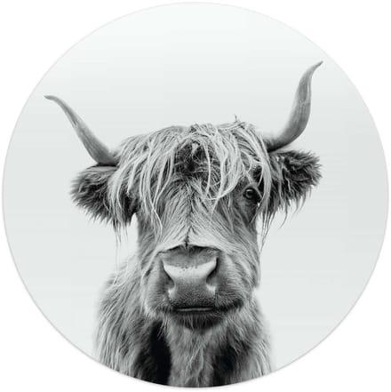 Glasschilderij Schotse Hooglander - Ø 50 - Glas - REINDERS