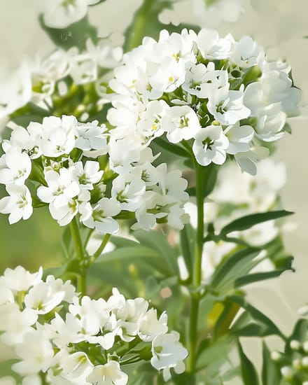 2 sets - Scheefbloem Zaden Organic Iberis Amara Empress Wit Eenjarig