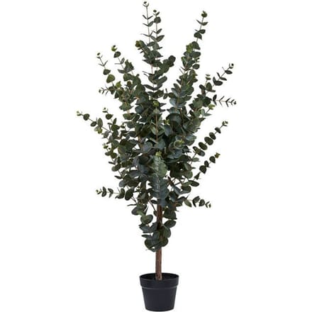 Kamerplant House Nordic Eucalyptus