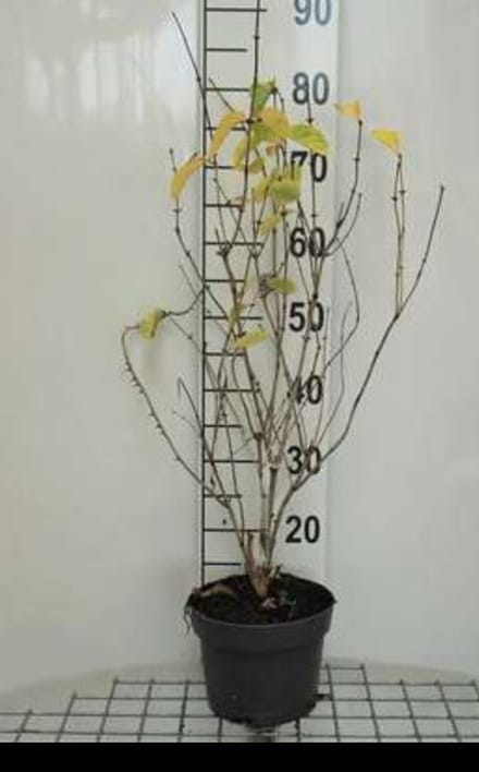 2 x Lonicera tatar. 'Hack's Red' - Kamperfoelie 40- 60 cm in pot