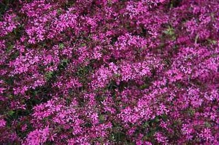 6x Kattenstaart - Lythrum virg. 'Rose Queen' | 9x9 cm pot