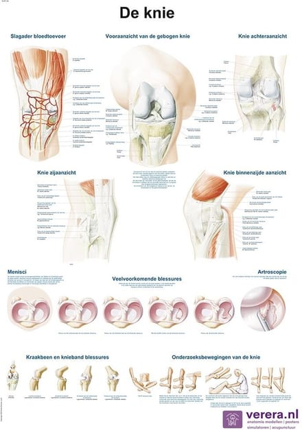 Anatomie poster kniegewricht (Nederlands/Latijn, papier, 50x70 cm)
