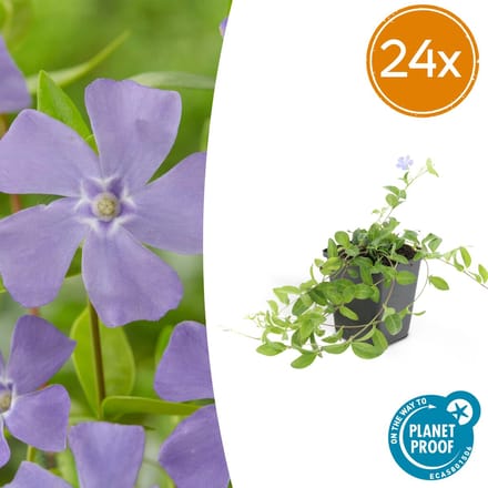 24 x Kleine maagdenpalm (Vinca minor), plat groeiende bodemdekker