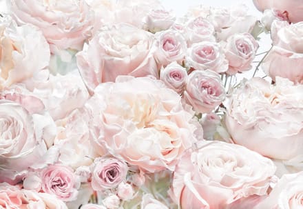 Fotobehang Spring Roses