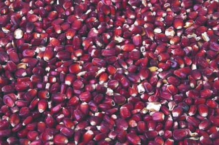 Bordeaux Maïs 20kg