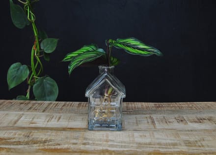 INTENZ® | OSLO | Glazen huisvaasje met Calathea Beauty Star