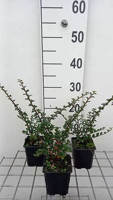 12x Vlakke Dwergmispel - Cotoneaster horizontalis | 9x9 cm pot