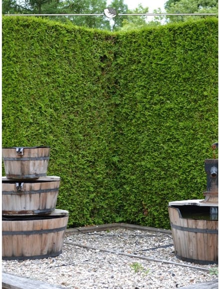 Westerse Levensboom Thuja Brabant 180-200 cm in Pot, 20x Haagplant