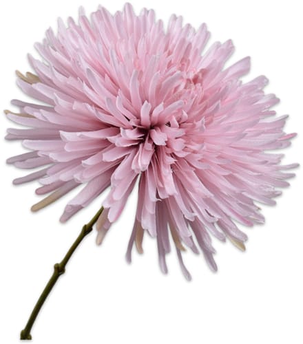 Chrysant tak lila 60 cm