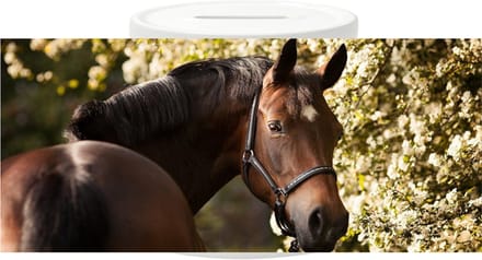 Spaarpot - Bruine paard achterom kijkend