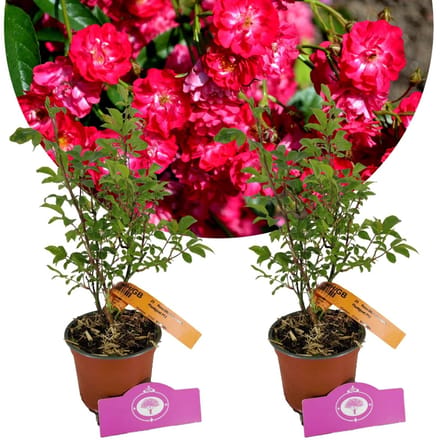 Set van 2 Trosroos - Rosa 'Fairy Dance' - Hoogte 40cm - 13cm pot