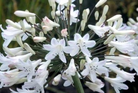 6x Afrikaanse lelie - Agapanthus afr. 'Albus' | 9x9 cm pot