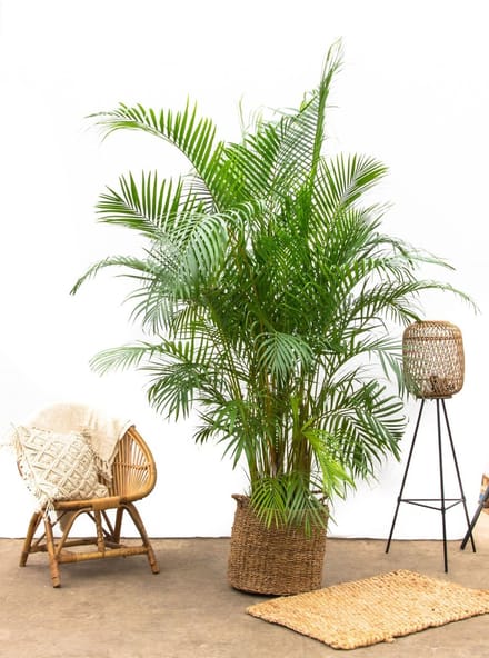 Goudpalm - Areca Palm Dypsis Lusescens hoogte 250cm potmaat 45cm