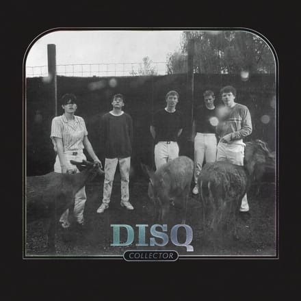 Disq - Collector (CD)