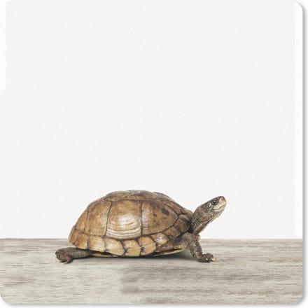 Muismat 20x20 cm - Mousepad Dieren - Schildpad - Wit - Muismatten