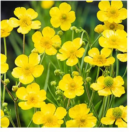Moerings Ranunculus Lingua | Grote Boterbloem | In 9CM pot