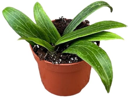 Hoya Soligamiana Kamerplant Potmaat Ø10,5 cm |Vers Van De Kweker