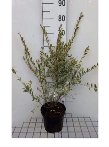 Ligustrum ibota 'Musli' - Liguster 20 - 30 cm in pot