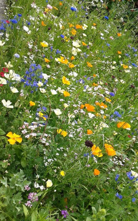 Veldbloemen Carpe Diem 100 gram