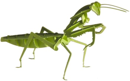 FRIDOLIN 3D Papier Model - Bidsprinkaan.