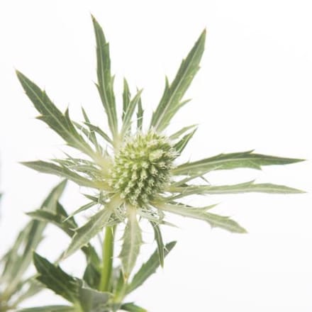 10x Eryngium sirius questar 60cm