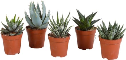 Gasteria/Haworthia mix 5,5 cm | 5 stuks