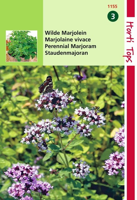 2 stuks - Hortitops - Marjolein Oregano Rosebloeiend O.Vulgare