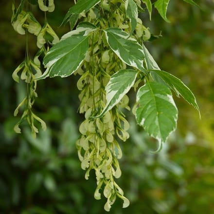 Acer Negundo 'Variegatum' - Vederesdoorn;Bonte vederes 50-60 cm pot