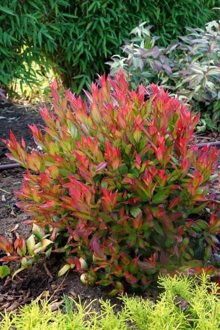 Leucothoe Little Flames - Set van 5 - Druifheide - Pot 2 Liter - Wintergroen