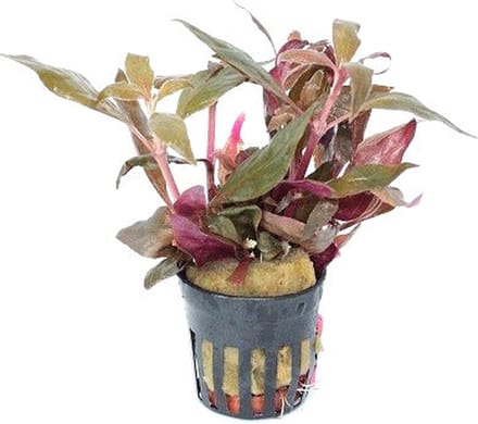 Aquaflora Alternanthera Rosaefolia | Rood Papegaaienblad | In 9CM pot