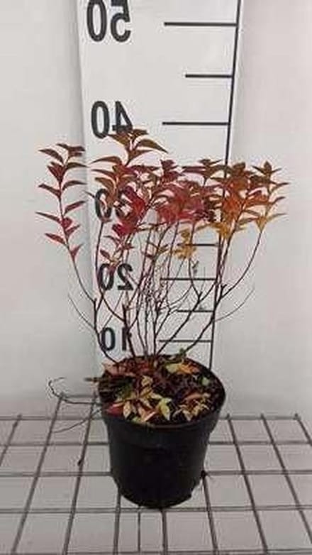 Spierstruik - Japanse Spirea - Tuin Decoratie - Compacte Groei - 20-25 cm - Roze Bloemen