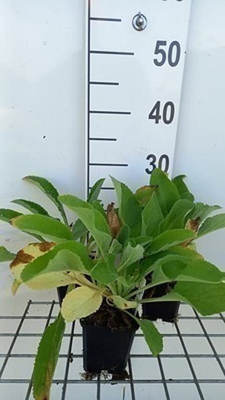 6x Vingerhoedskruid - Digitalis purp. 'Snow Thimble' | 9x9 cm pot